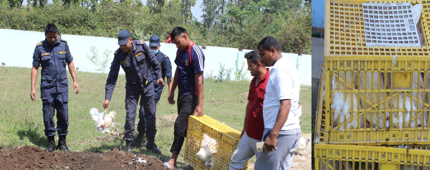 कञ्चनपुरमा अबैध ब्रोईलर कुखुरा बरामद गरि नष्ट